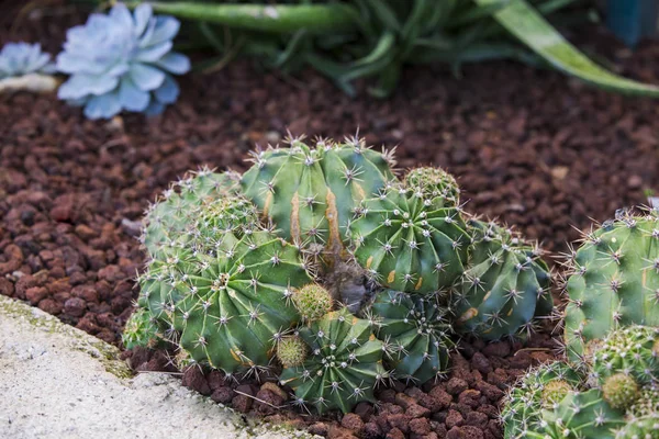 Garden of cacti and succulents. Various cacti planted in the garden in the ground.