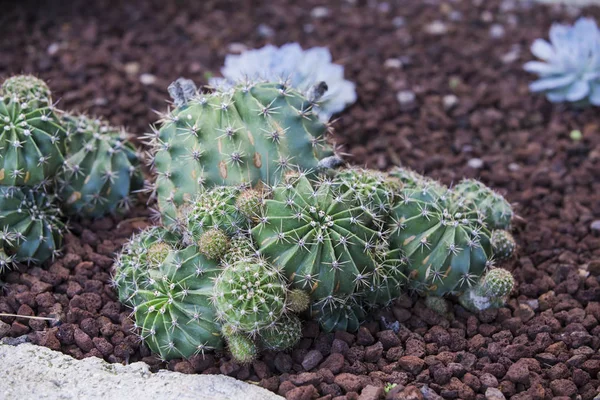 Kaktüsler ve succulents Bahçe. Yere bahçesinde çeşitli kaktüs dikti.