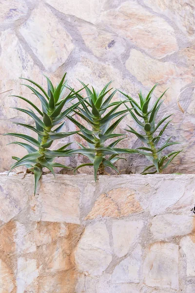 Aloe Vera Cactus Skarpa Cactus Bladrosett Tre Anläggningar Trädgården Mot — Stockfoto