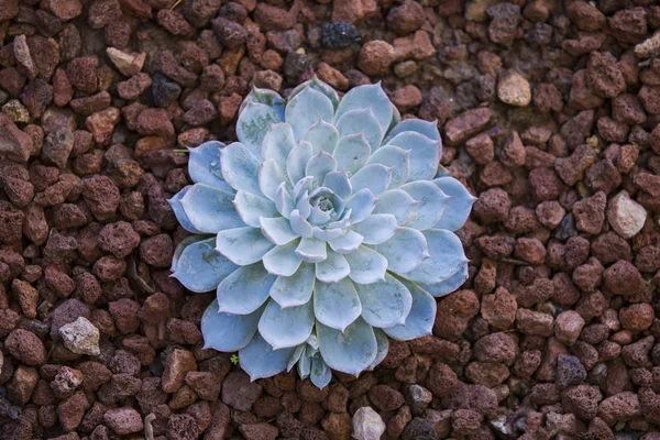 Mavi etli yere yakın bir bahçede büyüyen gül