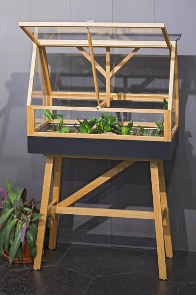 Greenhouse in the apartment, a big wooden glass terrarium with plants inside