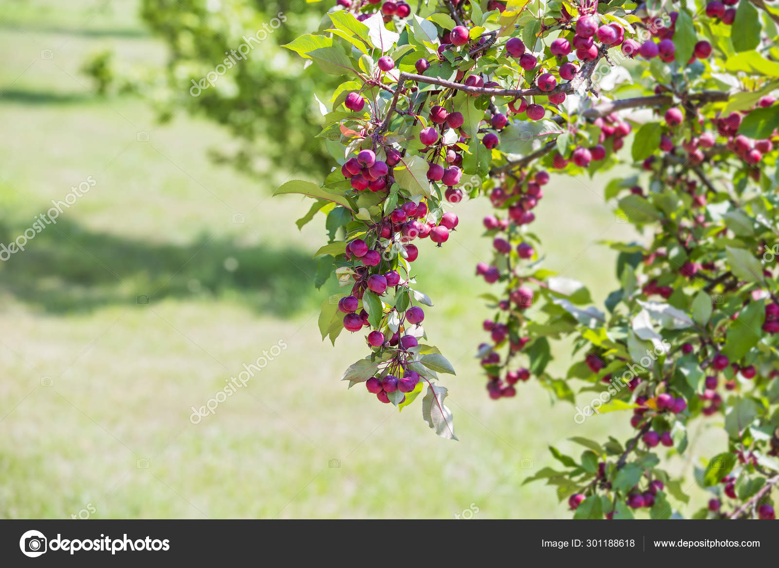 사과 나무의 가지에 빨간 작은 파라다이스 사과. 말루스 푸밀라. 파라디시아카 — 스톡 사진 © Olga_Prava #301188618, image size:1600x1167