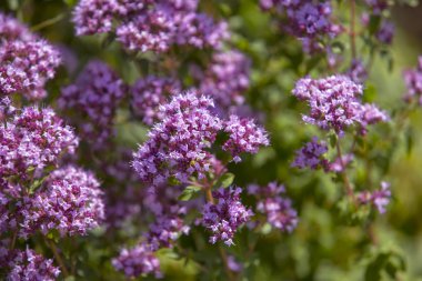 Origanum (kekik) bahçede vulgare. Origanum vulgare çiçekleri, doğal arka plan
