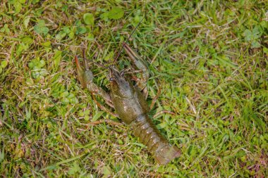 Yeşil çimenlerde canlı kerevit, yakalanan kerevit