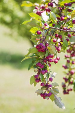 Elma ağacının dalında kırmızı küçük Cennet elmaları. Malus pumila. Paradisiaca