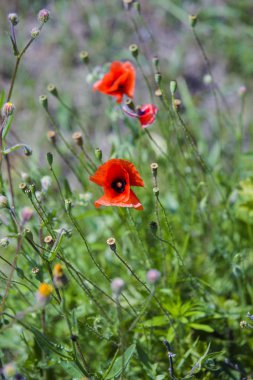Sahada taze kırmızı haşhaş. Bahçede küçük kırmızı çiçekler