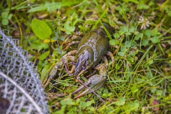 緑の草の上に生きたザリガニ、ケージの近くでザリガニを捕まえた — ストック写真