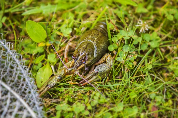Lagostins vivos na grama verde, lagostins capturados perto da gaiola — Fotografia de Stock