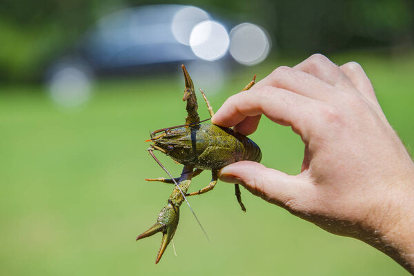 Живой рак в руке мужчины. Рак на зеленом фоне, рыбалка, охота

