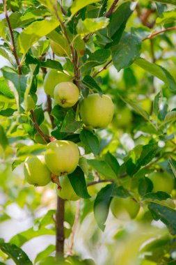 Dalda organik yeşil elma yetiştirmek. Bahçe bitkileri yeşil arka plan