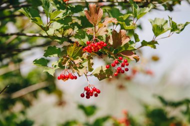 Bahçede kırmızı viburnum dalı. Viburnum (viburnum opulus) meyveleri ve yeşil sonbaharda açık bırakır. Bir dalüzerinde kırmızı viburnum çilek Demet