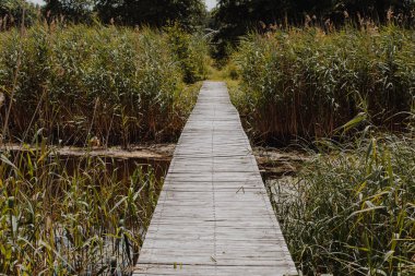 Bir gölet üzerinde ahşap köprü. Sazlıklarla büyümüş göl, göl arka planı