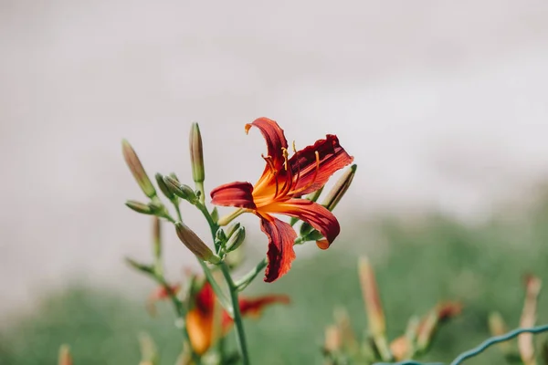 Ανθισμένο λουλούδι πορτοκαλί Lilium bulbiferum. Φυτό ανθισμένο πορτοκαλί τροπικό λουλούδι τίγρης κρίνο — Φωτογραφία Αρχείου