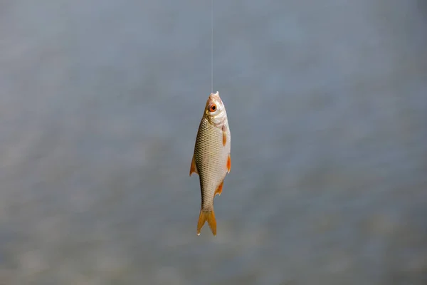 Small live fish caught from a lake against a river. Fish hanging on a hook and fishing line, close up, selective background. Fishing background