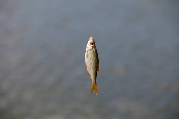 Kleine levende vis gevangen van een meer tegen een rivier. Vis opknoping op een haak en vislijn, close-up, selectieve achtergrond. Visserij achtergrond — Stockfoto