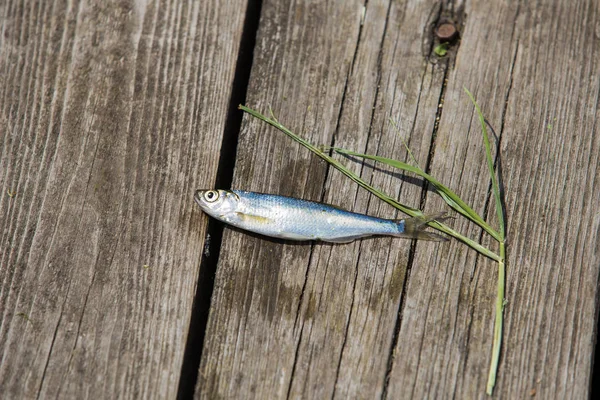 Small live fish caught from a lake on a background of natural wood. Fishing background