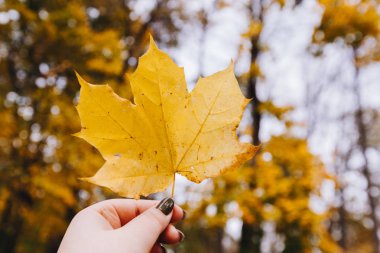 Sarı akçaağaç yaprağı elinde ve arka planda doğa var. Renkli akçaağaç izinli. Mevsimlik sonbahar arkaplanı olarak kullanışlı