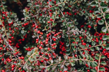 Cotoneaster conspicuus (Tibet kotonatörü). Sonbahar çalısı, sulu kırmızı böğürtlen, sonbahar arka planı