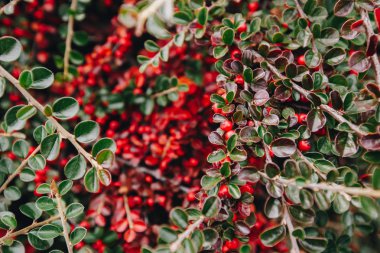 Cotoneaster conspicuus (Tibet kotonatörü). Sonbahar çalısı, sulu kırmızı böğürtlen, sonbahar arka planı