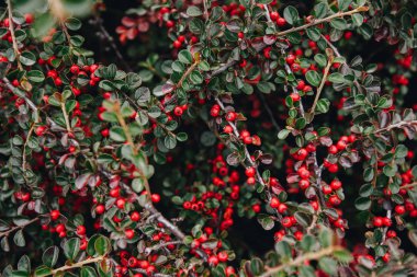 Cotoneaster conspicuus (Tibet kotonatörü). Sonbahar çalısı, sulu kırmızı böğürtlen, sonbahar arka planı