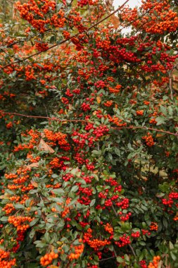 Kırmızı, sulu piracantha bitki meyveleri kümeleri. Pyracantha coccinea. Sonbaharda Evergreen Yoğun Çalısı