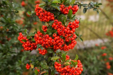 Kırmızı, sulu piracantha bitki meyveleri kümeleri. Pyracantha coccinea. Sonbaharda Evergreen Yoğun Çalısı