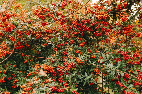 Gugusan merah dari buah pohon pyracantha yang berair. Pyracantha coccinea. Semak lebat Evergreen di musim gugur — Stok Foto