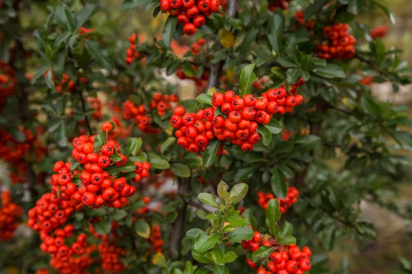 Gugusan merah dari buah pohon pyracantha yang berair. Pyracantha coccinea. Semak lebat Evergreen di musim gugur — Stok Foto