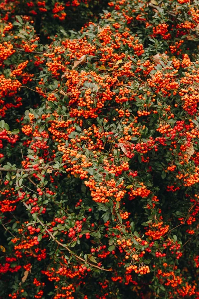 ジューシーなピラカンサ植物果実の赤い塊。ピラカンサ・コピネア秋の常緑高密度低木 — ストック写真
