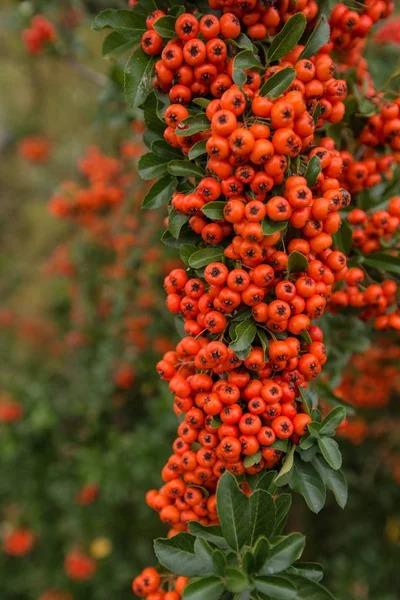 ジューシーなピラカンサ植物果実の赤い塊。ピラカンサ・コピネア秋の常緑高密度低木 — ストック写真