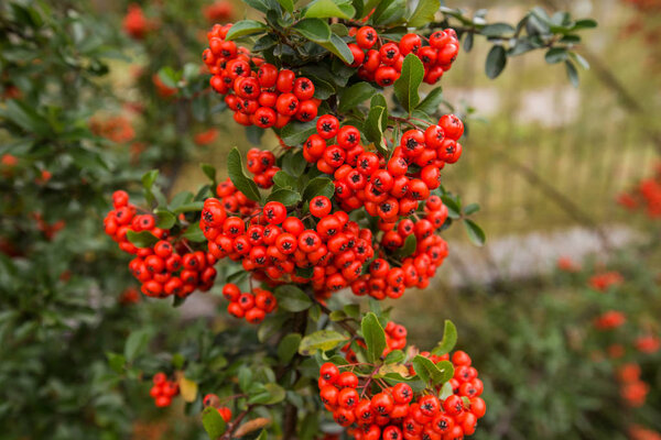 Red clusters of juicy pyracantha plant berries. Pyracantha coccinea. Evergreen dense shrub in autumn