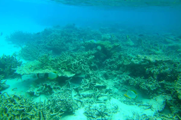 Vacker Utsikt Över Döda Korallrev Undervattensvärlden Maldiverna Indiska Oceanen Vacker — Stockfoto