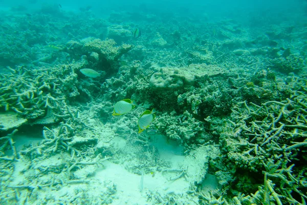 Underbar Utsikt Korallrev Och Vit Sand Vatten Vackra Landskapet Bakgrund — Stockfoto
