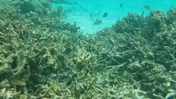 Vista Colorida Del Mundo Submarino Arrecifes Coral Muertos Hierba Marina — Vídeo de stock