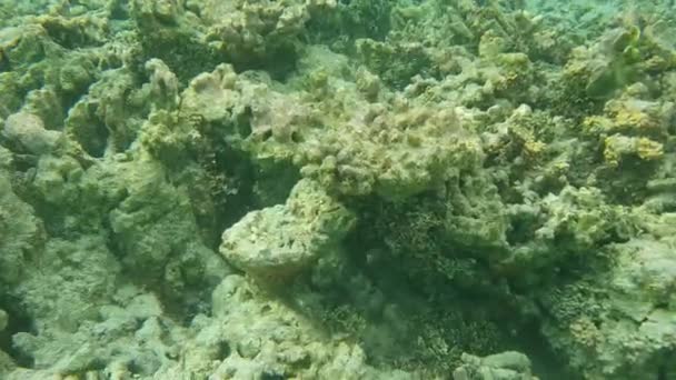 Vista Colorida Mundo Subaquático Recifes Coral Mortos Grama Mar Areia — Vídeo de Stock