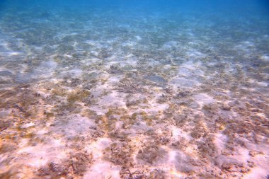 Güzel manzara, ölü mercan resifleri ile sualtı dünyasını. Mavi su ve beyaz kum alt. Snorkeling. Hint Okyanusu, Maldivler. 