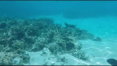 Renkli sualtı dünya görüşü. Ölü mercan resifleri, deniz otu, kum ve turkuaz su beyaz. Hint Okyanusu, gerçek zamanlı Maldives.Underwater dünya.