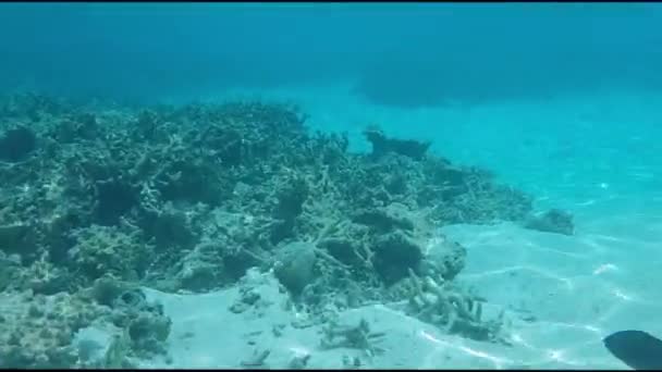 Vista Colorida Del Mundo Submarino Arrecifes Coral Muertos Hierba Marina — Vídeos de Stock