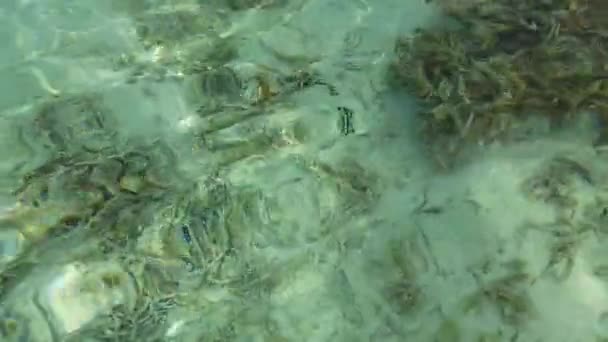 Fantastisk Utsikt Över Undervattensvärlden Genom Öppen Vattenyta Indiska Oceanen Maldiverna — Stockvideo