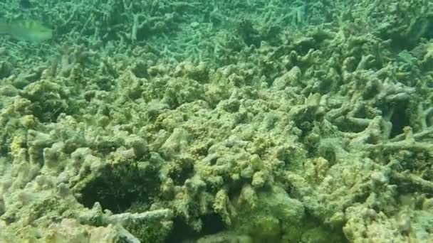 Barevný Pohled Podmořský Svět Mrtvé Korály Mořské Trávy Bílým Pískem — Stock video