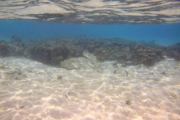 Onderwater Uitzicht Dode Koraalriffen Mooie Vissen Snorkelen Maldiven Indische Oceaan — Stockfoto