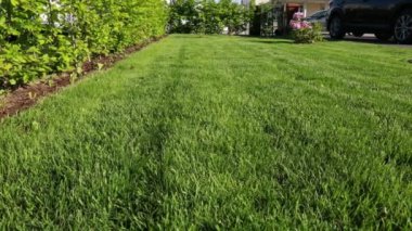 Özel Bahçe ön bahçesindeki güzel manzara. Ormangülü ve şakayık çiçekleri ve Genç çalılar çevresindeki yeşil çim çim. Araba Park.