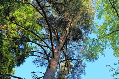 Yeşil ağaç kron, renkli doğa arka plan mavi gökyüzünde muhteşem görünümü.