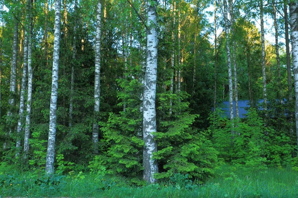 Bella Vista Della Foresta Con Alberi Verdi Sfondo Cielo Blu — Foto Stock