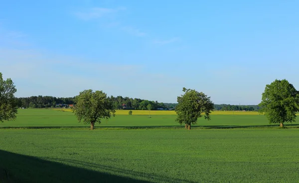 Великолепный Красочный Вид Природного Ландшафта Зеленое Поле Деревья Сырые Голубом — стоковое фото