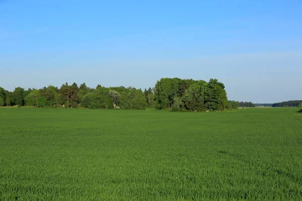 Schöne Bunte Naturlandschaft Grüne Wiese Und Bäume Auf Blauem Himmel — Stockfoto