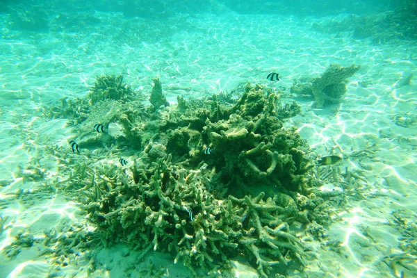 Vista Subaquática Recifes Coral Mortos Belos Peixes Snorkel Maldivas Oceano — Fotografia de Stock