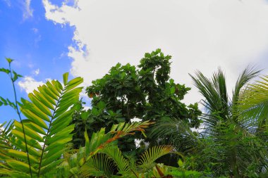 Beyaz bulutların arka plan ile mavi gökyüzü üzerinde muhteşem yeşil ağaç kron. Güzel doğa arka planları.
