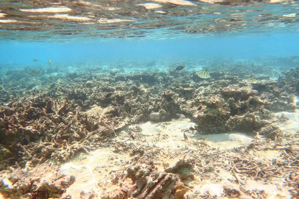 Undervattensvy Döda Korallrev Och Vackra Fiskar Snorkling Maldiverna Indiska Oceanen — Stockfoto
