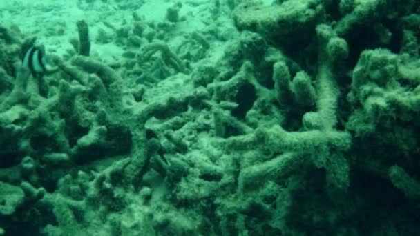 Nádherný Pohled Podmořský Svět Mrtvé Korály Mořské Trávy Bílým Pískem — Stock video